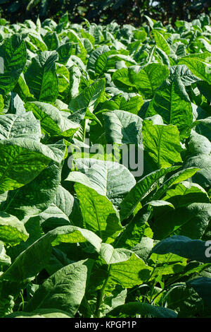 Tobacco leaves field Stock Photo