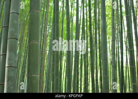 Low shot of dense bamboo grove, symbolizing environment and pollution, the bamboo industry, and conservation of the earth. Also suitable for concepts 