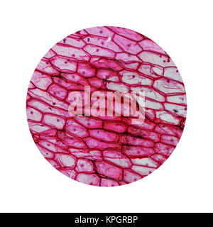 Onion epidermus micrograph Stock Photo - Alamy