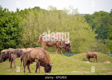 European Bison herd in fota wildlife park Stock Photo