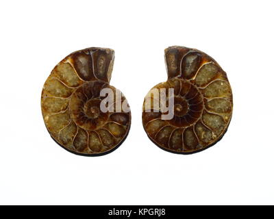 Two halves of ammonites Stock Photo