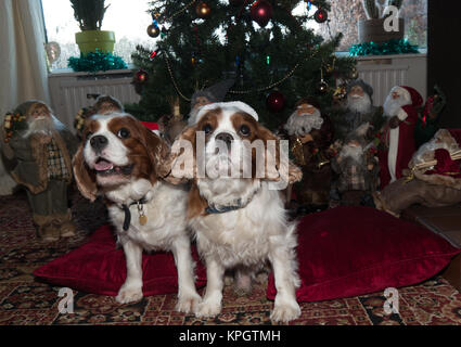 Cavalier king charles spaniel dogs in front of a christmas tree with hats and many Santa Clauses. Stock Photo