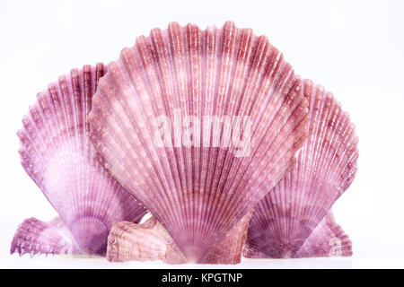 some colorful seashells of mollusk isolated on white background Stock Photo