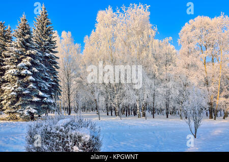 Beauty of winter landscape in snowy park at sunny day. Wonderland with white snow and hoarfrost covered birch trees and firs at sunlight - beautiful w Stock Photo
