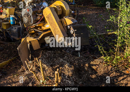 A stump grinder grinds away the stump of an old hazel tree to prevent regrowth. Stock Photo