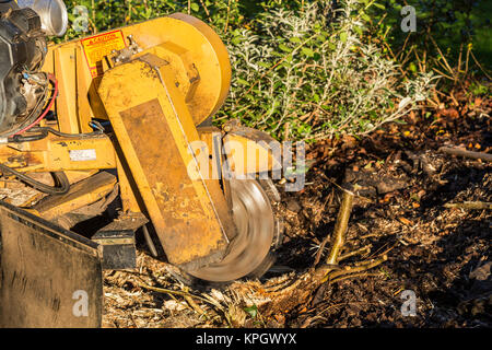 A stump grinder grinds away the stump of an old hazel tree to prevent regrowth. Stock Photo