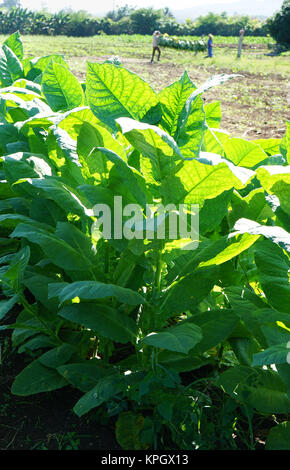 Tobacco leaves field Stock Photo