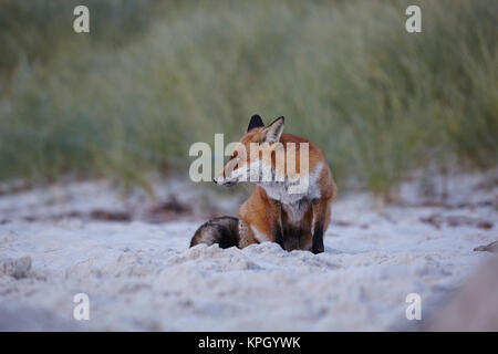 red fox,vulpes vulpes,the darsser west beach,western pomerania lagoon area national park,mecklenburg vorpommern,germany Stock Photo