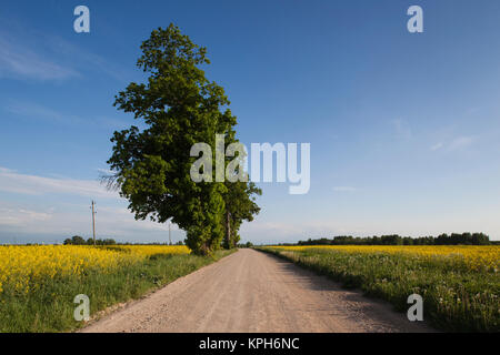 Latvia, Western Latvia, Kurzeme Region, Tukums, country road with mustard flowrs, springtime Stock Photo