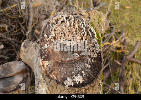 Plate mushrooms on a tree stump Stock Photo