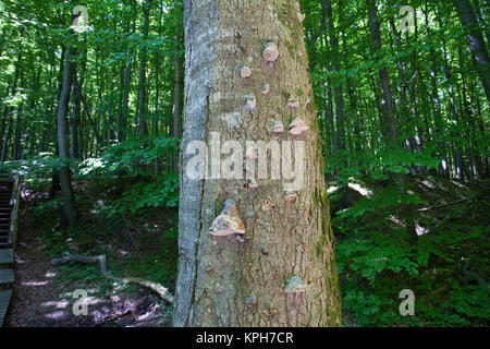 Beech with agaric (fungus) at Jasmund National park, Ruegen island, Mecklenburg-Western Pomerania, Baltic Sea, Germany, Europe Stock Photo