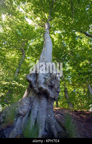 Old beech, forest at the Jasmund National park, Ruegen island, Mecklenburg-Western Pomerania, Baltic Sea, Germany, Europe Stock Photo