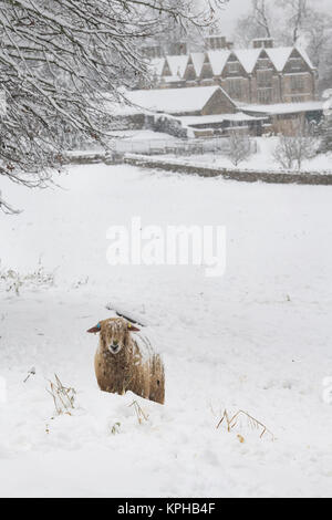 Cotswold Lion sheep in the snow in front of Upper Slaughter Manor. Upper Slaughter, Cotswolds, Gloucestershire, England Stock Photo