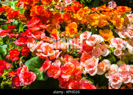 Colorful of  flowers Stock Photo