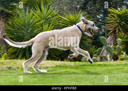 An Irish Wolfhound puppy running in a park. Stock Photo