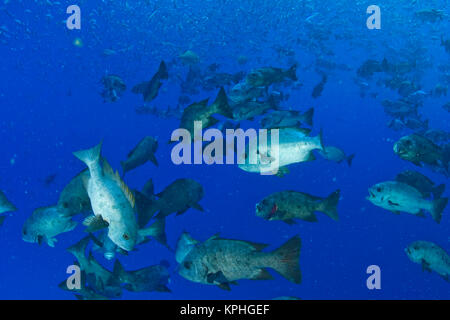 Schooling Highfin Rudderfish (Kyphosus cinerascens ), Palau, Micronesia, Rock Islands, World Heritage Site, Western Pacific Stock Photo