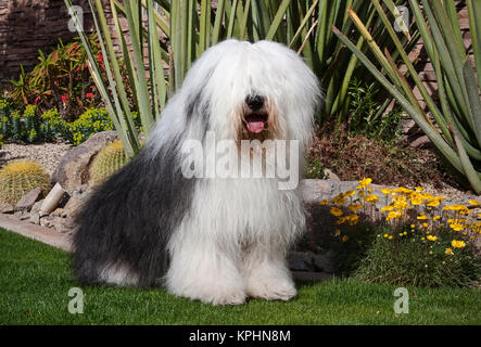 Old english sheepdog standing hi-res stock photography and images - Alamy