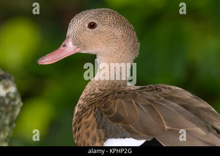 Portrait Of Madagascar Teal (Anas bernieri) Stock Photo