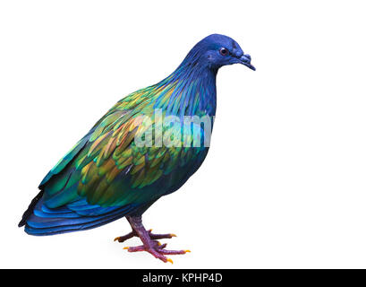 Nicobar pigeon (Caloenas nicobarica) isolated on white background Stock Photo