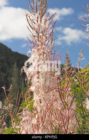 Fireweed flower in the Fall Stock Photo