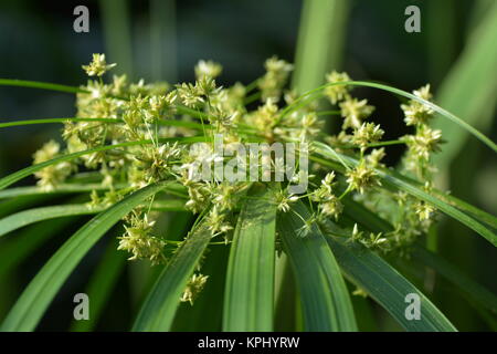 Flowering ornamental grass Stock Photo
