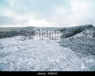 Evergreen trees on hills Stock Photo