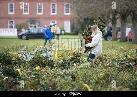 Burford House Garden Stores, Tenbury Wells, Worcestershire, UK. 5th December 2017. Mistletoe buyers flock to Burford House in Tenbury Wells Stock Photo