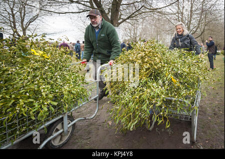 Burford House Garden Stores, Tenbury Wells, Worcestershire, UK. 5th December 2017. Mistletoe buyers flock to Burford House in Tenbury Wells Stock Photo