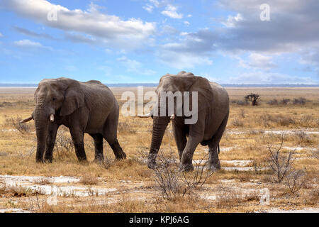 big african elephants in Etosha Stock Photo