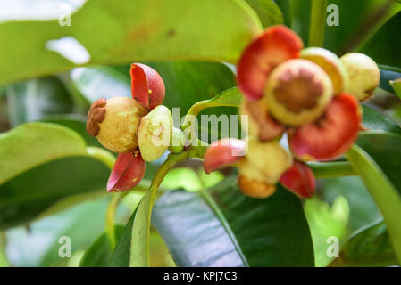 Soft fruit of mangosteen Stock Photo