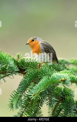 European robin (Erithacus rubecula), sits on fir branch, Canton Zug, Switzerland Stock Photo