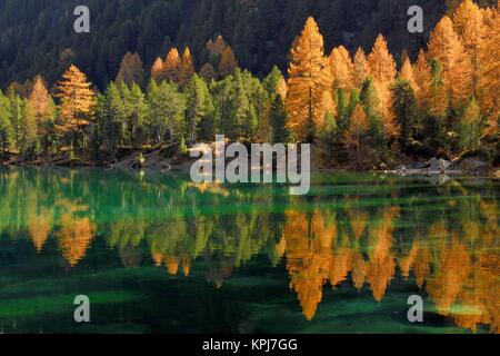 Larch trees in autumn colour reflect in the Lake Palpuogna, Lei da Palpuogna, Albulapass, Canton Graubünden, Switzerland Stock Photo