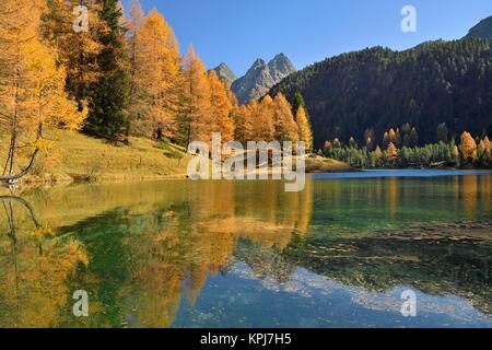 Larch in autumn colouring, Lake Lake Palpuogna, Lei da Palpuogna, Albulapass, Canton Graubünden, Switzerland Stock Photo