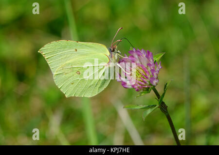 Green butterfly sitting on the clover flower Stock Photo
