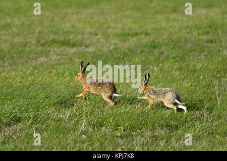 Two European hares (Lepus europaeus), run over meadow, National Park Lake Neusiedl, Burgenland, Austria Stock Photo