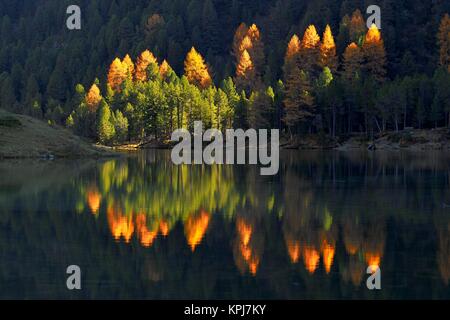 Luminescent larches in autumn colouring, reflected in the Lake Palpuogna, Lei da Palpuogna, Albulapass, Canton Graubünden Stock Photo