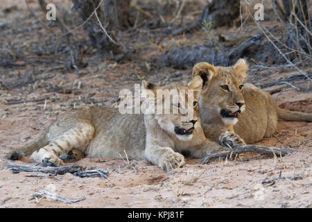 African lions (Panthera leo), two cubs lying on sand at dusk, Kgalagadi Transfrontier Park, Northern Cape, South Africa