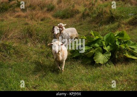 Three white curious sheep coming towards viewer through a green meadow Stock Photo