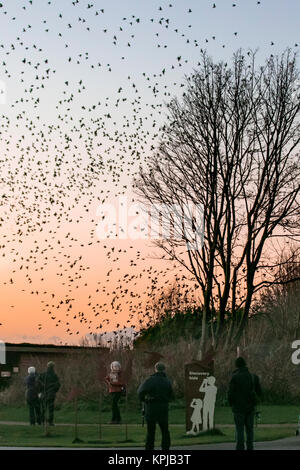 A spectacular dusk starling flight, gathering and groupings, with silhouetted groups flying flocking, mumurate over Martin Mere nature reserve at sunset. Starlings in group migration, silhouette, swirling flight formation, flocks, swarm, wild birds flying shapes as an estimated 50 thousand starlings gather in the autumn sky.  The murmur or chatter mumuration between the huge numbers of birds as they fly, is quite intense and is thought to be communication as huge flocks, the largest seen in the last for 12 years, are attract large numbers of wildlife birdwatchers to Burscough, UK. Stock Photo