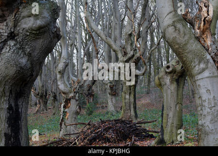 Head beeches (common beech) standing in a forest in the Suchteler Heights in the Suchteln district of Viersen, Germany, 14 December 2017. The head beeches - which are also called 'Uhlen' in this region - grow in bizarre ways. They owe their remote origins to forestry. Trees over two meters high were trimmed every 10 or 15 years by foresters in order to avoid having to continuously plant new trees for the production of firewood. Due to this process the trees started to grow many off-shoots and thus got their 'ghostly' appearance. Photo: Horst Ossinger//dpa Stock Photo