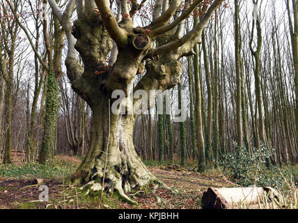 Head beeches (common beech) standing in a forest in the Suchteler Heights in the Suchteln district of Viersen, Germany, 14 December 2017. The head beeches - which are also called 'Uhlen' in this region - grow in bizarre ways. They owe their remote origins to forestry. Trees over two meters high were trimmed every 10 or 15 years by foresters in order to avoid having to continuously plant new trees for the production of firewood. Due to this process the trees started to grow many off-shoots and thus got their 'ghostly' appearance. Photo: Horst Ossinger//dpa Stock Photo