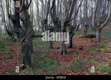 Head beeches (common beech) standing in a forest in the Suchteler Heights in the Suchteln district of Viersen, Germany, 14 December 2017. The head beeches - which are also called 'Uhlen' in this region - grow in bizarre ways. They owe their remote origins to forestry. Trees over two meters high were trimmed every 10 or 15 years by foresters in order to avoid having to continuously plant new trees for the production of firewood. Due to this process the trees started to grow many off-shoots and thus got their 'ghostly' appearance. Photo: Horst Ossinger//dpa Stock Photo