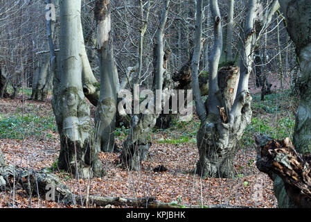 Head beeches (common beech) standing in a forest in the Suchteler Heights in the Suchteln district of Viersen, Germany, 14 December 2017. The head beeches - which are also called 'Uhlen' in this region - grow in bizarre ways. They owe their remote origins to forestry. Trees over two meters high were trimmed every 10 or 15 years by foresters in order to avoid having to continuously plant new trees for the production of firewood. Due to this process the trees started to grow many off-shoots and thus got their 'ghostly' appearance. Photo: Horst Ossinger//dpa Stock Photo