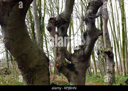 Head beeches (common beech) standing in a forest in the Suchteler Heights in the Suchteln district of Viersen, Germany, 14 December 2017. The head beeches - which are also called 'Uhlen' in this region - grow in bizarre ways. They owe their remote origins to forestry. Trees over two meters high were trimmed every 10 or 15 years by foresters in order to avoid having to continuously plant new trees for the production of firewood. Due to this process the trees started to grow many off-shoots and thus got their 'ghostly' appearance. Photo: Horst Ossinger//dpa Stock Photo