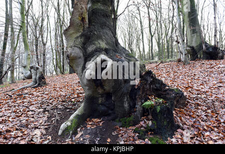 Head beeches (common beech) standing in a forest in the Suchteler Heights in the Suchteln district of Viersen, Germany, 14 December 2017. The head beeches - which are also called 'Uhlen' in this region - grow in bizarre ways. They owe their remote origins to forestry. Trees over two meters high were trimmed every 10 or 15 years by foresters in order to avoid having to continuously plant new trees for the production of firewood. Due to this process the trees started to grow many off-shoots and thus got their 'ghostly' appearance. Photo: Horst Ossinger//dpa Stock Photo