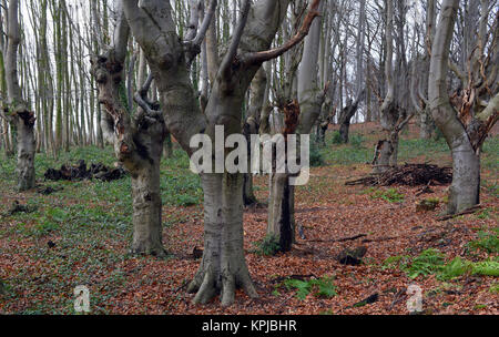 Head beeches (common beech) standing in a forest in the Suchteler Heights in the Suchteln district of Viersen, Germany, 14 December 2017. The head beeches - which are also called 'Uhlen' in this region - grow in bizarre ways. They owe their remote origins to forestry. Trees over two meters high were trimmed every 10 or 15 years by foresters in order to avoid having to continuously plant new trees for the production of firewood. Due to this process the trees started to grow many off-shoots and thus got their 'ghostly' appearance. Photo: Horst Ossinger//dpa Stock Photo