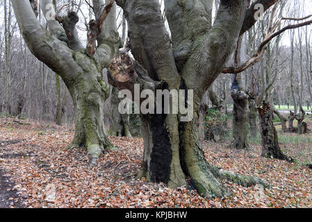 Head beeches (common beech) standing in a forest in the Suchteler Heights in the Suchteln district of Viersen, Germany, 14 December 2017. The head beeches - which are also called 'Uhlen' in this region - grow in bizarre ways. They owe their remote origins to forestry. Trees over two meters high were trimmed every 10 or 15 years by foresters in order to avoid having to continuously plant new trees for the production of firewood. Due to this process the trees started to grow many off-shoots and thus got their 'ghostly' appearance. Photo: Horst Ossinger//dpa Stock Photo