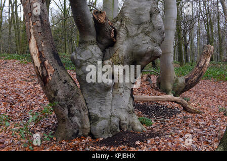 Head beeches (common beech) standing in a forest in the Suchteler Heights in the Suchteln district of Viersen, Germany, 14 December 2017. The head beeches - which are also called 'Uhlen' in this region - grow in bizarre ways. They owe their remote origins to forestry. Trees over two meters high were trimmed every 10 or 15 years by foresters in order to avoid having to continuously plant new trees for the production of firewood. Due to this process the trees started to grow many off-shoots and thus got their 'ghostly' appearance. Photo: Horst Ossinger//dpa Stock Photo