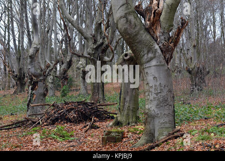 Head beeches (common beech) standing in a forest in the Suchteler Heights in the Suchteln district of Viersen, Germany, 14 December 2017. The head beeches - which are also called 'Uhlen' in this region - grow in bizarre ways. They owe their remote origins to forestry. Trees over two meters high were trimmed every 10 or 15 years by foresters in order to avoid having to continuously plant new trees for the production of firewood. Due to this process the trees started to grow many off-shoots and thus got their 'ghostly' appearance. Photo: Horst Ossinger//dpa Stock Photo