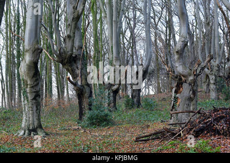 Head beeches (common beech) standing in a forest in the Suchteler Heights in the Suchteln district of Viersen, Germany, 14 December 2017. The head beeches - which are also called 'Uhlen' in this region - grow in bizarre ways. They owe their remote origins to forestry. Trees over two meters high were trimmed every 10 or 15 years by foresters in order to avoid having to continuously plant new trees for the production of firewood. Due to this process the trees started to grow many off-shoots and thus got their 'ghostly' appearance. Photo: Horst Ossinger//dpa Stock Photo